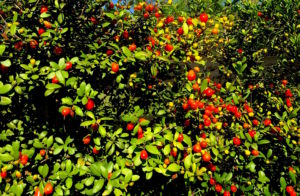 Simpson Stopper fruit taste similar to marmalade. Photo by Green Deane