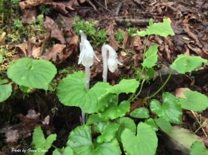 "Indian Pipes" don't make chlorophyl. Photo by Green Deane