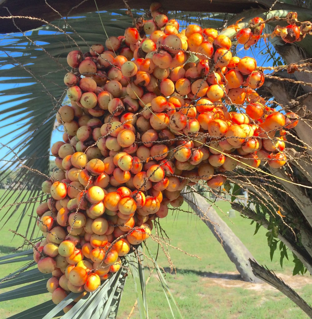 Pindo Palm season can be many months long. Photo by Green Deane