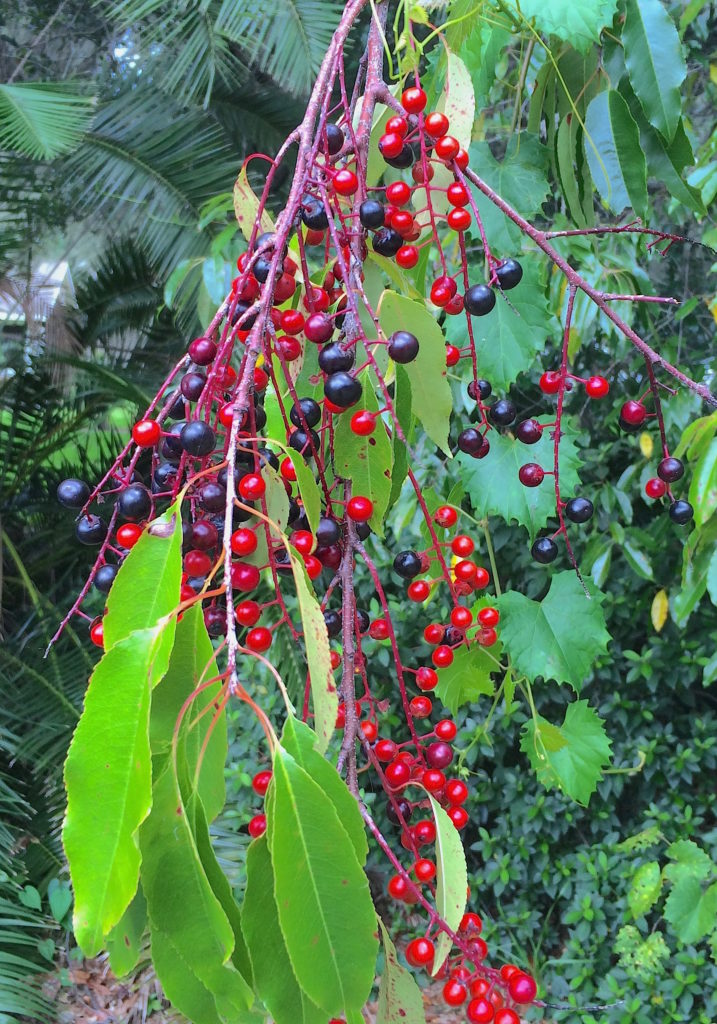 You can still find fruit Black Cherries. Photo by Green Deane