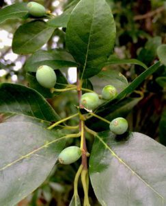 Black Gum fruit is better and sour when ripe blue. Photo by Green Deane