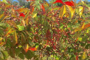 Do you know what these poisonous berries are? You would if you read the Green Deane Forum. 