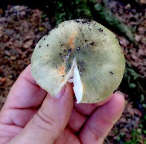 Do you know this mushroom? You would if you read the Green Deane Forum. Photo by Green Deane