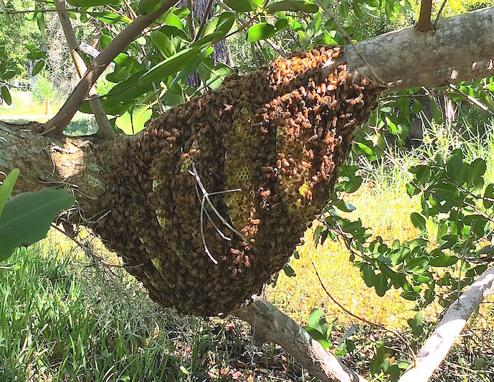 Honey is a wild forageable but the bees don't always agree. Photo by Green Deane