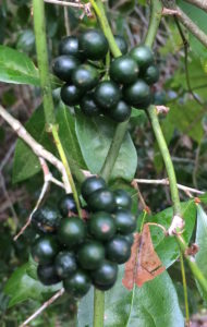 Do you know this edible? You would if you read the Green Deane Forum. 