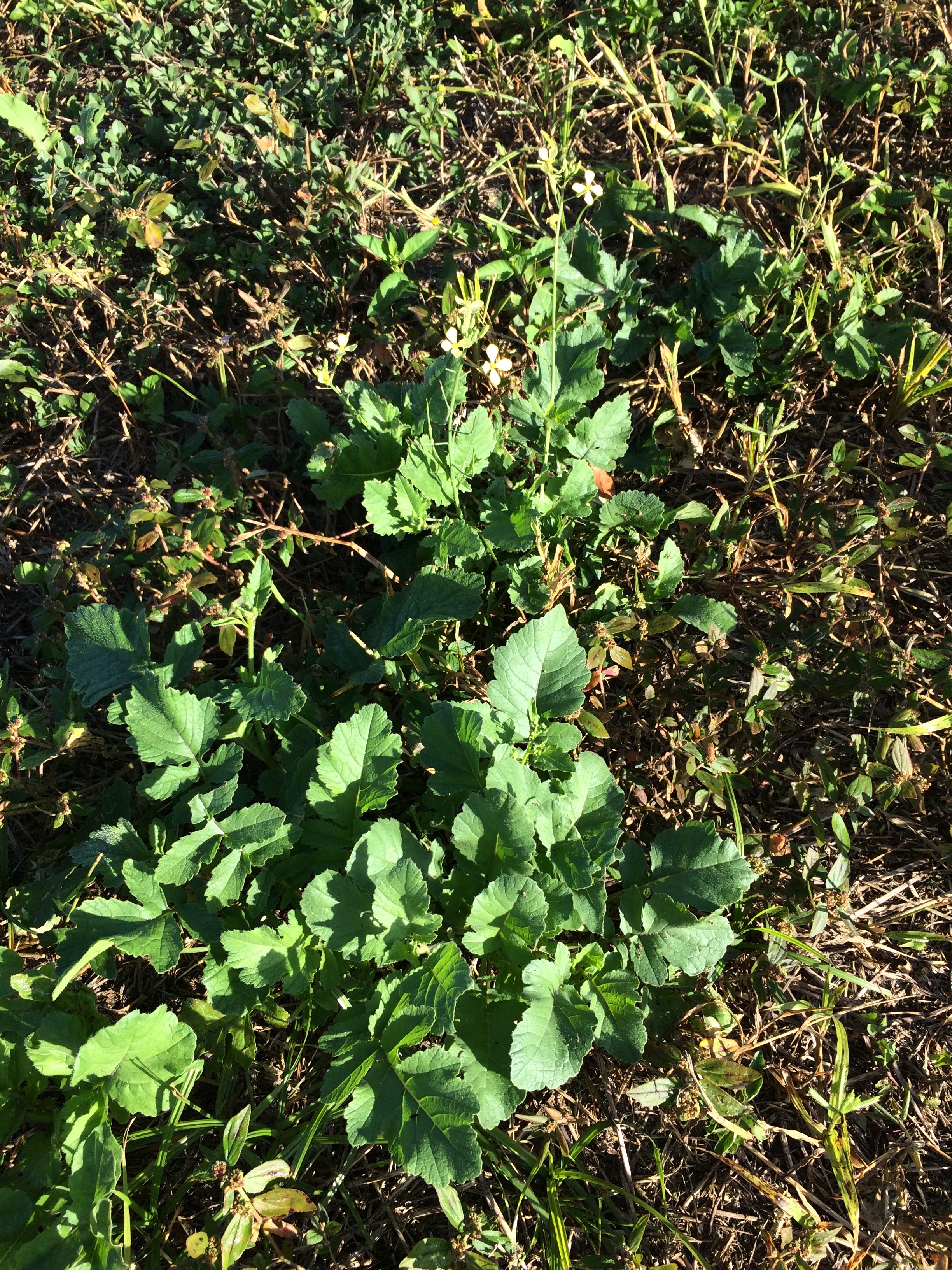 Wild Radish