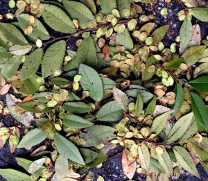 Do you know this edible? You would if you read the Green Deane Forum. Photo by Green Deane