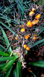 Wild Pineapple fruit. Photo by Green Deane