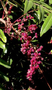 Sumac berries are used for their tart hairs. Photo by Green Deane