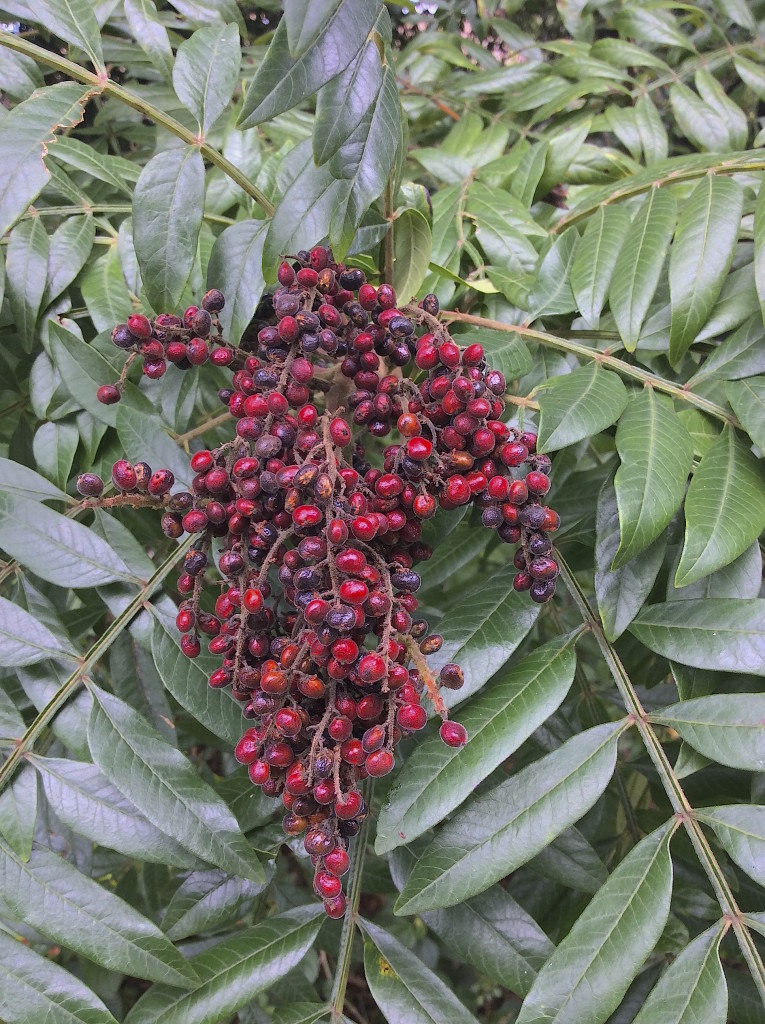 Sumac: More Than Just Native Lemonade - Eat The Weeds and other
