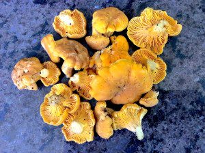 Chanterelles are orange on the outside, lighter inside. Photo by Green Deane