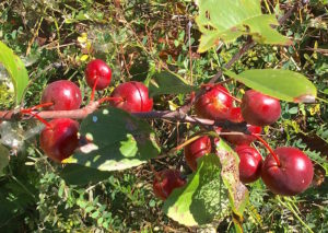 Wild Apples on the Appalachian Trail. Photo by Green Deane