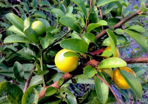 Do you know what this fruit is? You would if you read the Green Deane Forum. We also might see it in this Sunday's foraging class. Photo by Green Deane