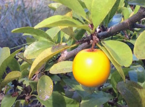 Ripe Tallow Plums are tangy. Photo by Green Deane