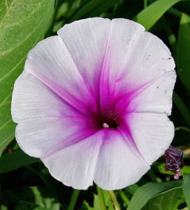 The Water Morning Glory has edible parts. 