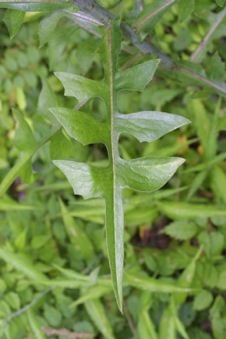 Lactuca canadensis, Canadian Lettuce, Yellow Lettuce, Wild Lettuce