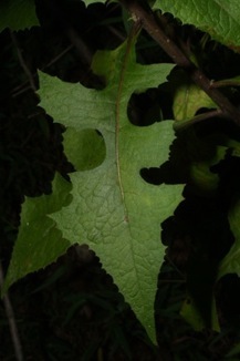 Lactuca floridana, Woodland Lettuce