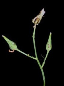 Lactuca graminifolia, Wild lettuce