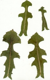 Lactuca scariola, L. serriola