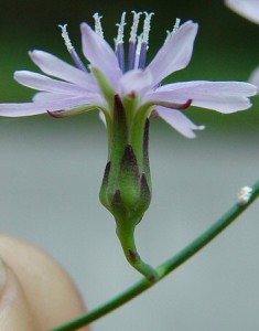 Lactuca floridana has a blue blossom