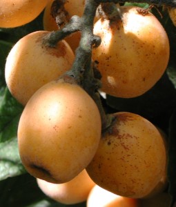 Loquat are ripening