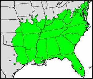 The Persimmon's native range.