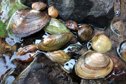 freshwater clam