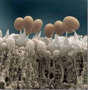 Mushroom Spores