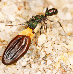 Ant grabbing seed by its elaiosome.