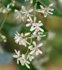 Neem blossoms are bitter