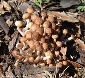 Honey Mushrooms are six weeks early, will our winter green plants be early, too? Photo by Green Deane