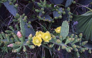 Cactus blossoms are also edible but usually have an angry bee inside. Photo by Green Deane