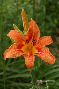 The original and edible orange daylily.