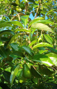 Laurel Wilt in Florida is killing some avocado tress. Photo by Green Deane