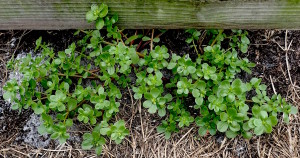 Purslane can survive a Florida winter if there isn't much frost or freezing temperatures. Photo by Green Deane