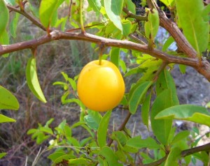 Tasty Tallow Plum