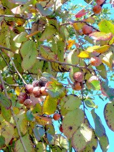 Chilling or freezing does not improve persimmons' flavor. 