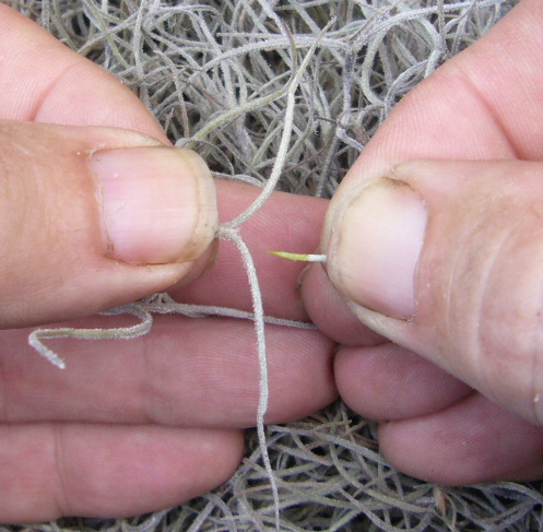 Romantic Spanish moss isn't harmful