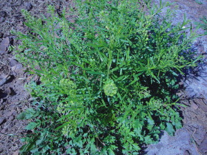 The entire plant of Poor Man's Peppergrass is edible. Photo by Green Deane