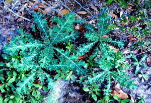 Do you know what these toxic plants are? You would if you read the Green Deane Forum.