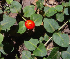 A fused Partridge Berry. Photo by Green Deane