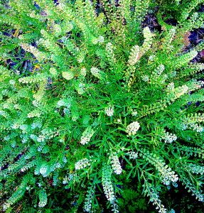 Poor Man's Pepper Grass. Photo by Green Deane