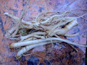 Edible Wild Radish roots. Photo by Green Deane