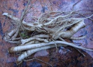 Wild Radish roots before having their jackets removed. 