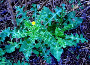 The Spiny Sow Thistle looks more armed. Photo by Green Deane