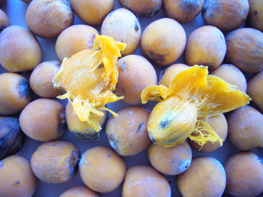 Orange Queen Palm Fruit is very sticky and sweet. Photo by Green Deane