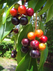 Ripening Black Cherries. Photo by Green Deane