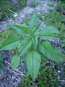 A young Southern Amaranth. Photo by Green Deane