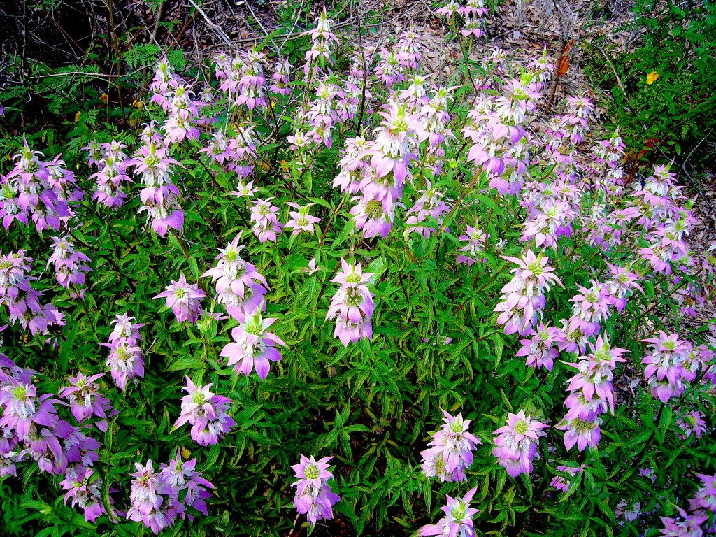 Mnarda punctata (Horsemint) can blossom for several months. Photo by Green Deane