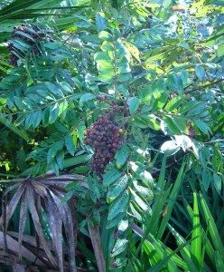 Our local sumac is Rhus copalina.